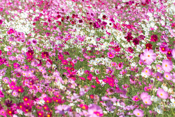 Obraz na płótnie Canvas Colorfull cosmos flowers in the garden
