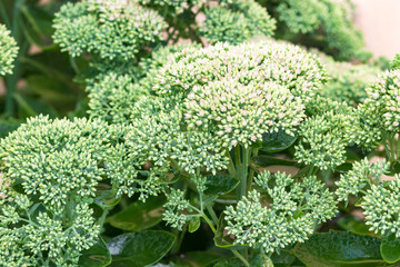 Fennel (Foeniculum vulgare). Best for medium scale or smaller.