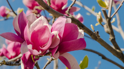 Obraz premium Tulip tree luxuriant flowering on the blue sky background.Pink magnolia flowers into the wind.New leaves begin to unfurl.