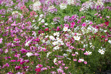 Colorfull cosmos flowers in the garden