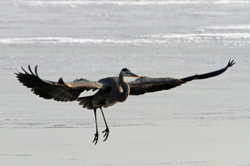 Great Blue Heron in-flight Utah 