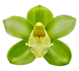 orchid green-yellow flower, white isolated background with clipping path.  Closeup.  no shadows.   for  design.  Nature.