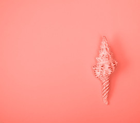 Seashell on live coral background. Top view.