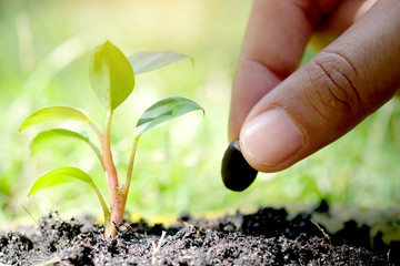 Hand of man planting a seed in soil agriculture. plants growing nature and reducing global warming concept