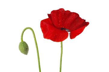 Obraz premium Red poppy on white background 