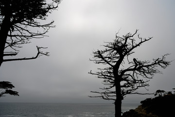 Silhouette of a dry tree on the coast. 17 miles of road, California, USA