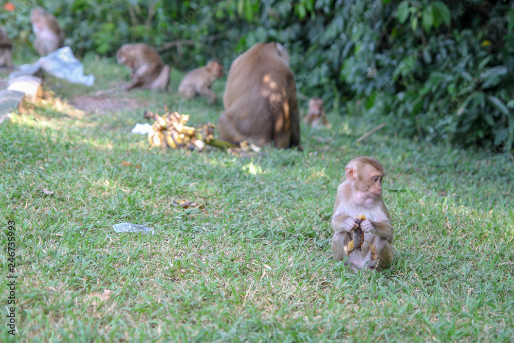 Wall mural baby monkey eat banana near group