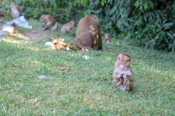 baby monkey eat banana near group