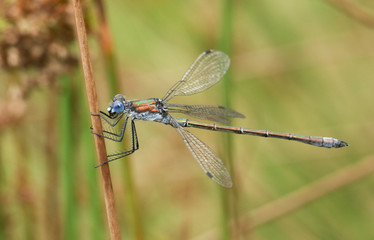 A beautiful male Emerald Damselfly (Lestes sponsa) perched on a reed.	