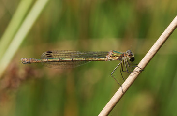 A beautiful female Emerald Damselfly (Lestes sponsa) perched on the stem of a reed.	