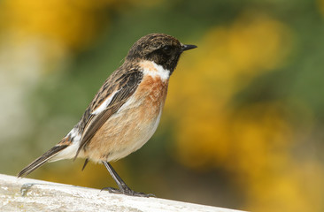 A stunning male Stonechat (Saxicola torquata) perched on a fence.	