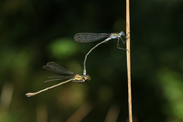 A mating pair of beautiful Emerald Damselfly (Lestes sponsa) perched on the stem of a reed.	