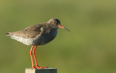 A beautiful Redshank (Tringa totanus) perched on a post .	