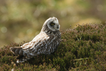 A stunning Short-eared Owl (Asio flammeus) perched on heather in the Orkney Island, Scotland.	