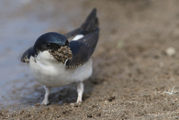 A beautiful House Martin (Delichon urbica) at the side of a puddle with a beak full of mud to make...