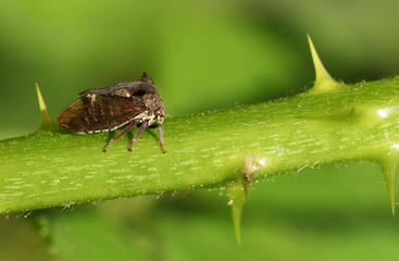 A beautiful Horned Froghopper (Centrotus cornutus) walking down the stem of a blackberry plant.	