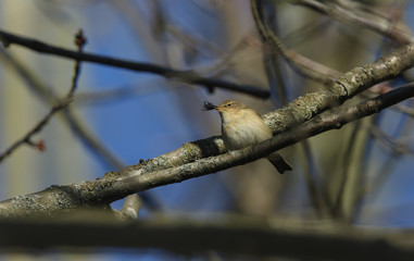 A pretty Chiffchaff (Phylloscopus collybita) perched on a branch of a tree with a bluebottle fly in its beak which it is about to eat.