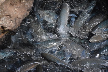 Mahseer barb herd in Cave