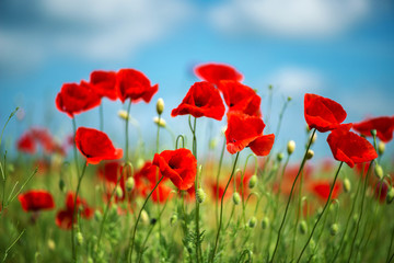 Fototapeta na wymiar Flowers Red poppies blossom on wild field. Beautiful field red poppies with selective focus. soft light. Natural drugs. Glade of red poppies. Lonely poppy. Soft focus blur - Image