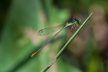 damselfy feeding on grasshopper nymph on green grass leaf