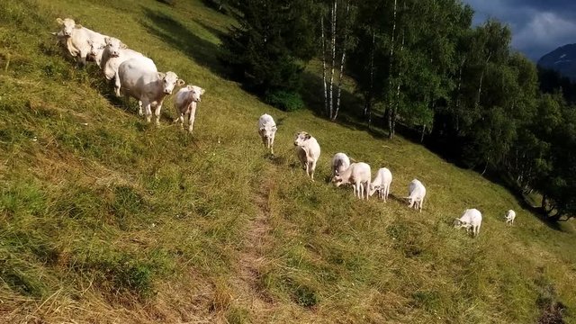 drone video of cows grazing on a mountain