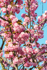 Beautiful cherry blossom , pink sakura flower on nature background - selective focus