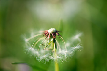 Beautiful white dandelion with seeds on green background - selective focus, space for text