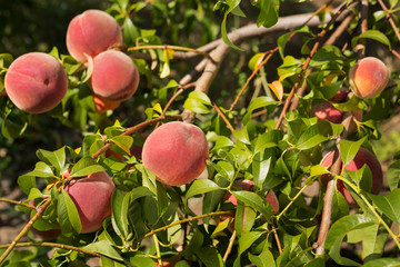 a lot of red ripe peaches on a tree branch in the garden against a background of greenery, a harvest of peaches