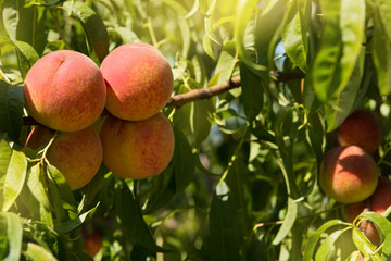 four ripe peaches on a tree in the garden against a background of greenery, sunny glare