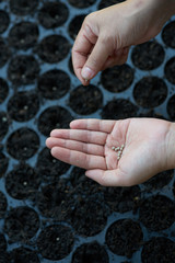 Farmer hand put seed of vegetable on seedling tray