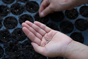 Farmer hand put seed of vegetable on seedling tray