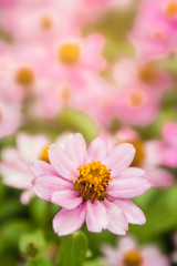 Obraz premium Purple flowers in a refreshing garden.