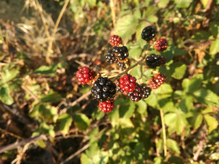 Moras de cerca en la zarza. Fruto del bosque maduro.