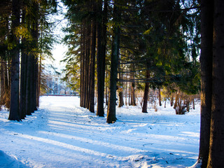snow-covered Park in winter