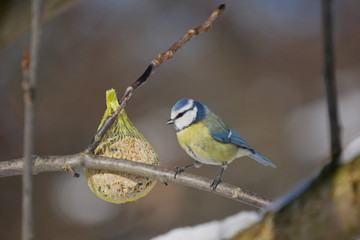 Blaumeise am Meisenknödel