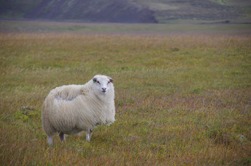 Lonely sheep on the meadow in strong wind and rain. Iceland