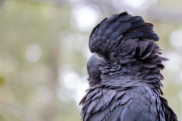 Black cuckatoo headshot