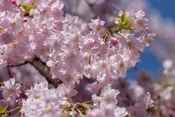 Cherry blossoms blooming in Koto ward Tokyo, Japan