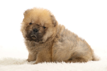 Chow chow puppy  front lying down looking at the camera on a white background