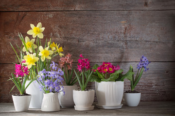 spring flowers on old wooden background
