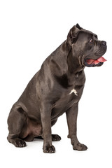 Cane Corso dog on white background
