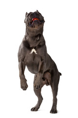 Cane Corso dog on white background