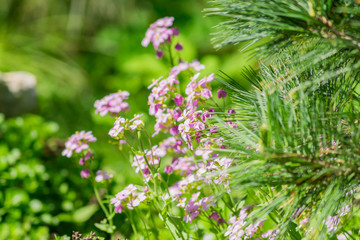 Blooming spring purple flowers and spruce tree branches.