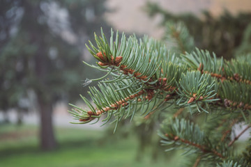 Fototapeta premium The pine branch in autumn.