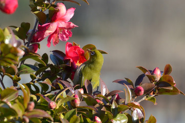 サザンカの蜜を吸ってくちばしに花粉を一杯つけたメジロ