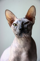 gray sphinx cat sits on a white window sill and looks into the frame