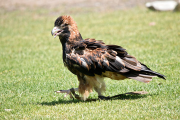 black breasted buzzard on the grass