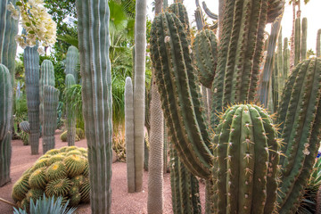 Panorama of The Majorelle Garden is a botanical garden and artist's landscape park in Marrakech,...