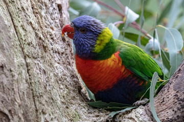 Rainbow lorikeet eating tree trunk