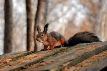 Naklejka na ściany i meble red squirrel on a tree in a natural habitat
